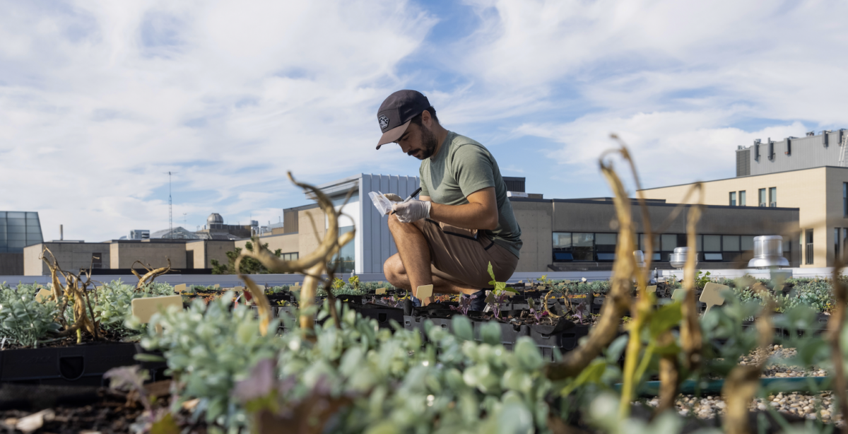 Student doing research on a roof garden